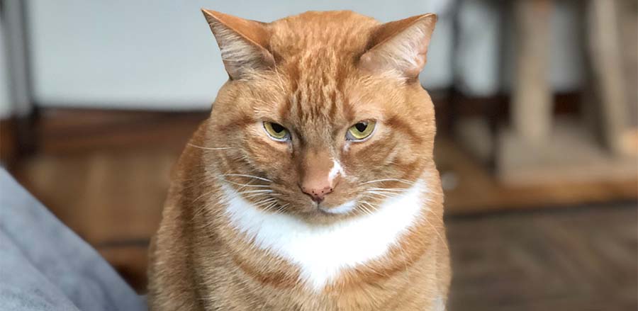 orange and white cat concerned about hairballs, sitting on gray couch