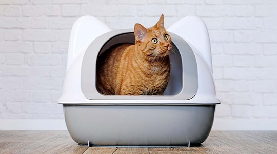 orange/ginger cat standing in litter box learning how to use the litter box