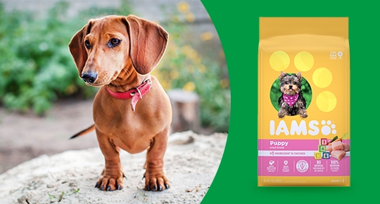 customizing dog menu