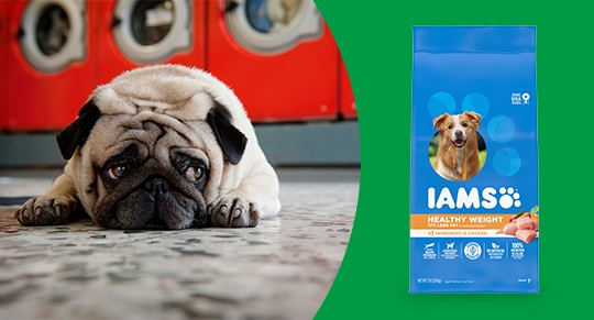 customizing dog menu 2