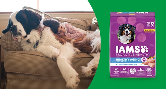 customizing dog menu 3