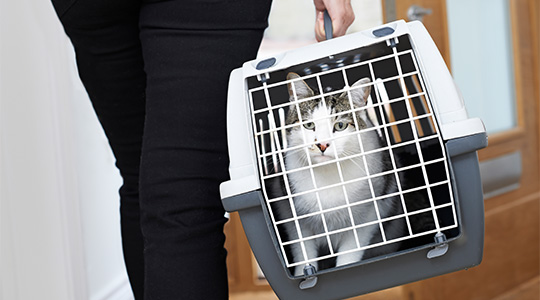 A cat in a travel crate headed to the Vet with its owner