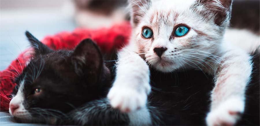 black kitten and white kitten laying on each other under a blanket, relaxed and full on healthy cat food containing taurine