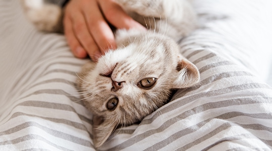 gray and white cat laying upside down on cat owner's lap while getting pet under chin