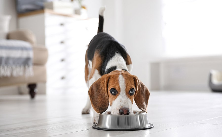 black white and brown puppy enjoying IAMS dog food to eat out of dog bowl
