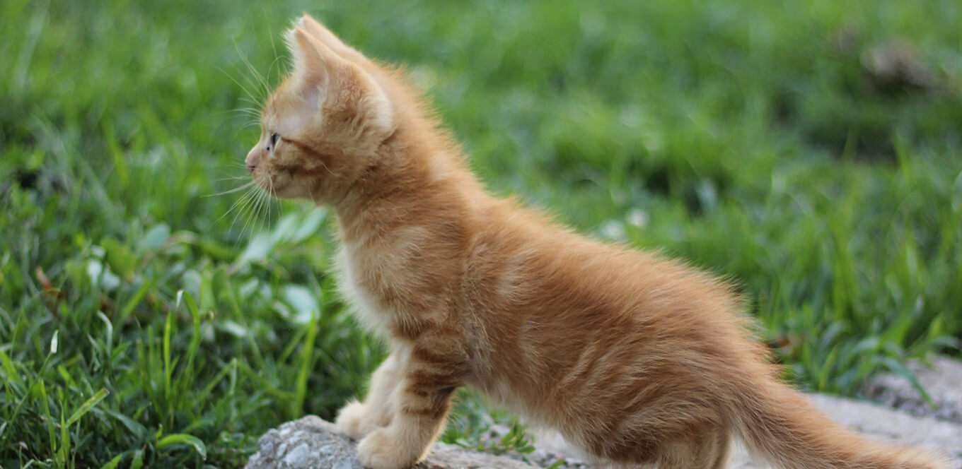 Kitten Food, Flaxseed Meal and Omega 3 Fatty Acids