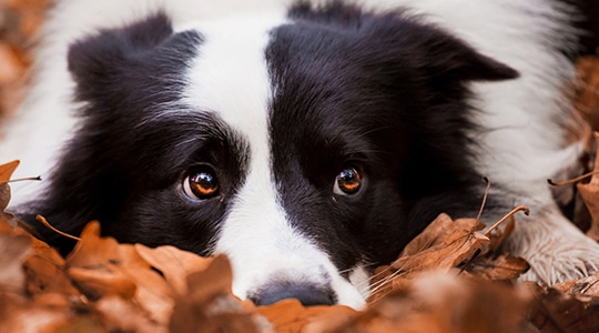 A stressed out dog is burying her nose into leaves