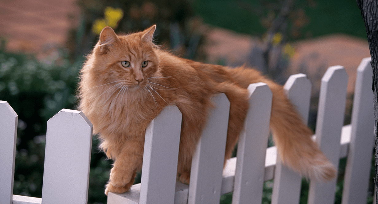 Is Your Cat Overweight, Underweight, or Just Right? IAMS™