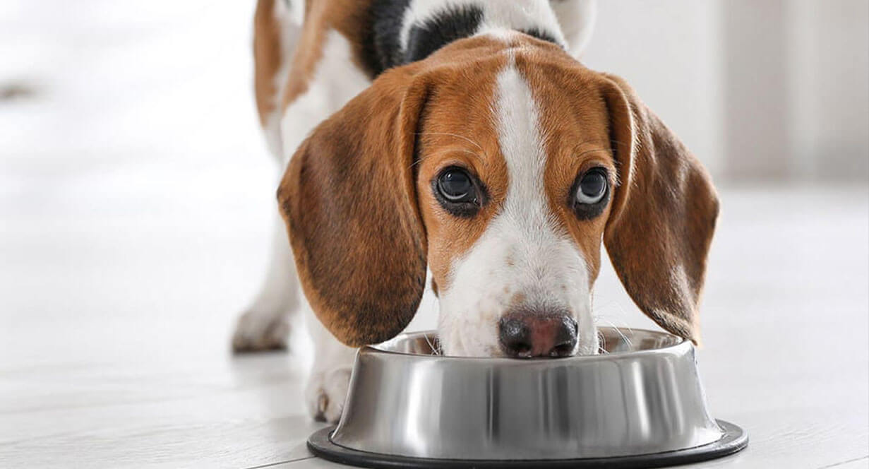 Dog Care Guide & Dog Advice from IAMS