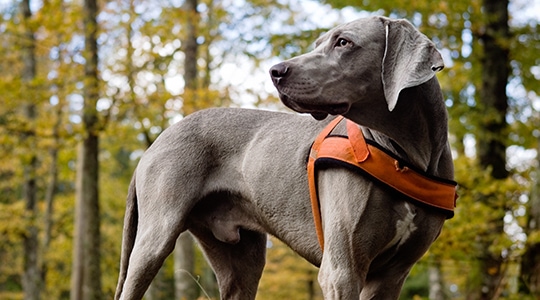 A dog is outdoors wearing a vest