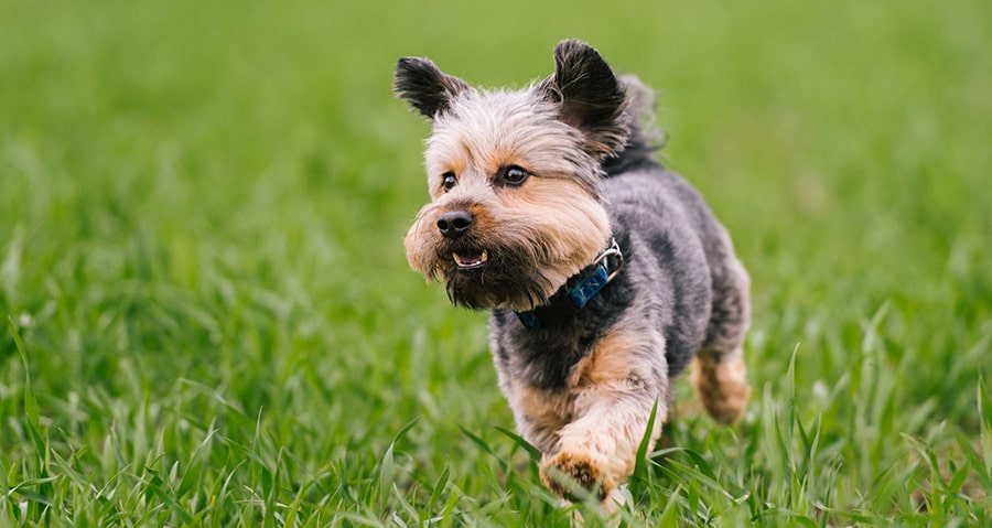 Healthy dogs enjoy lamb and rice recipe dog foods that produce more energy