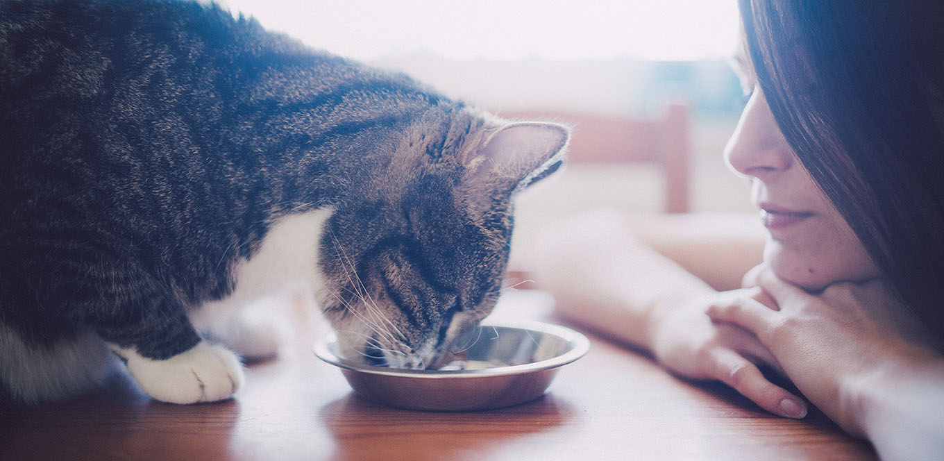 Is Your Kitten Ready for Adult Cat Food?