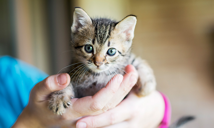orange cat in hands of pet parent