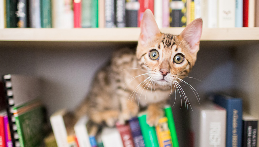 orange cat in hands of pet parent