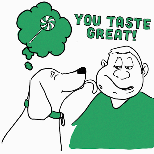 Why Do Dogs Lick People IAMS