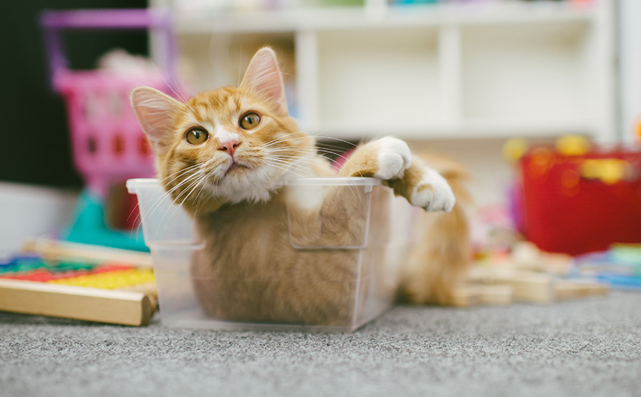 orange cat in hands of pet parent