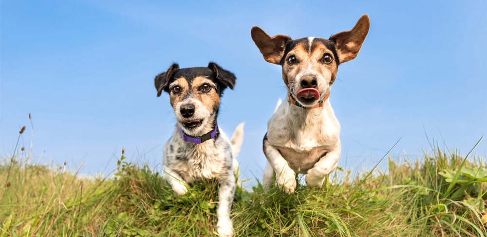 terrier beagle running