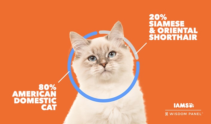 orange background + fluffy biege cat with ring aroud it's face showing Wisdom panel DNA test results