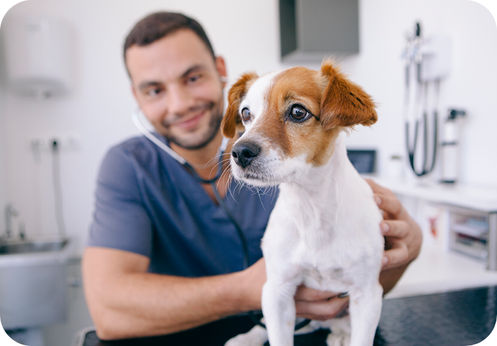 male vet in veterinarian office holding puppy dog, examining dogs health