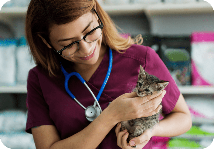 hispanic female vet with glasses in veterinarian office holding kitten, examining cats health