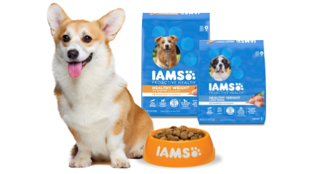 Corgi dog sitting next to IAMS Healthy Weight food bag and bowl