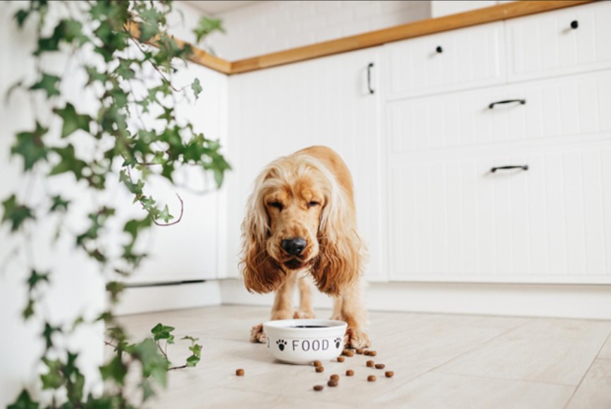 Dog making a mess with his kibble