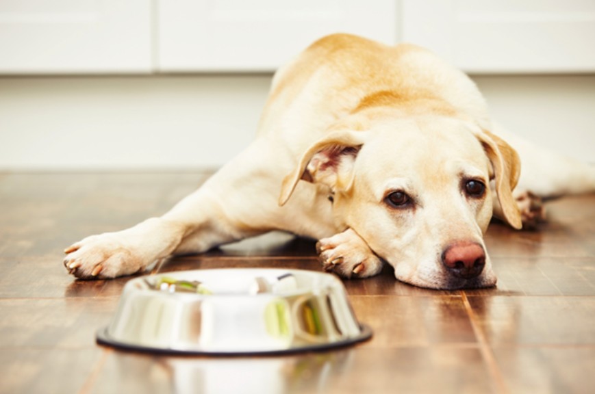 Dog waiting on his food