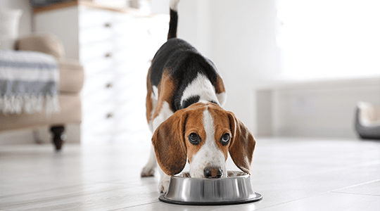 Cute dog enjoying a bowl of delicious IAMS™ dry dog food