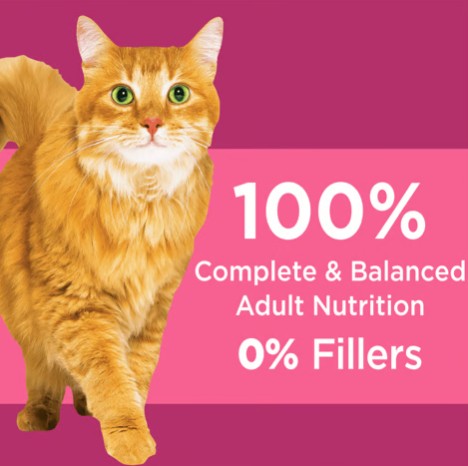 Orange cat that gets fed IAMS™