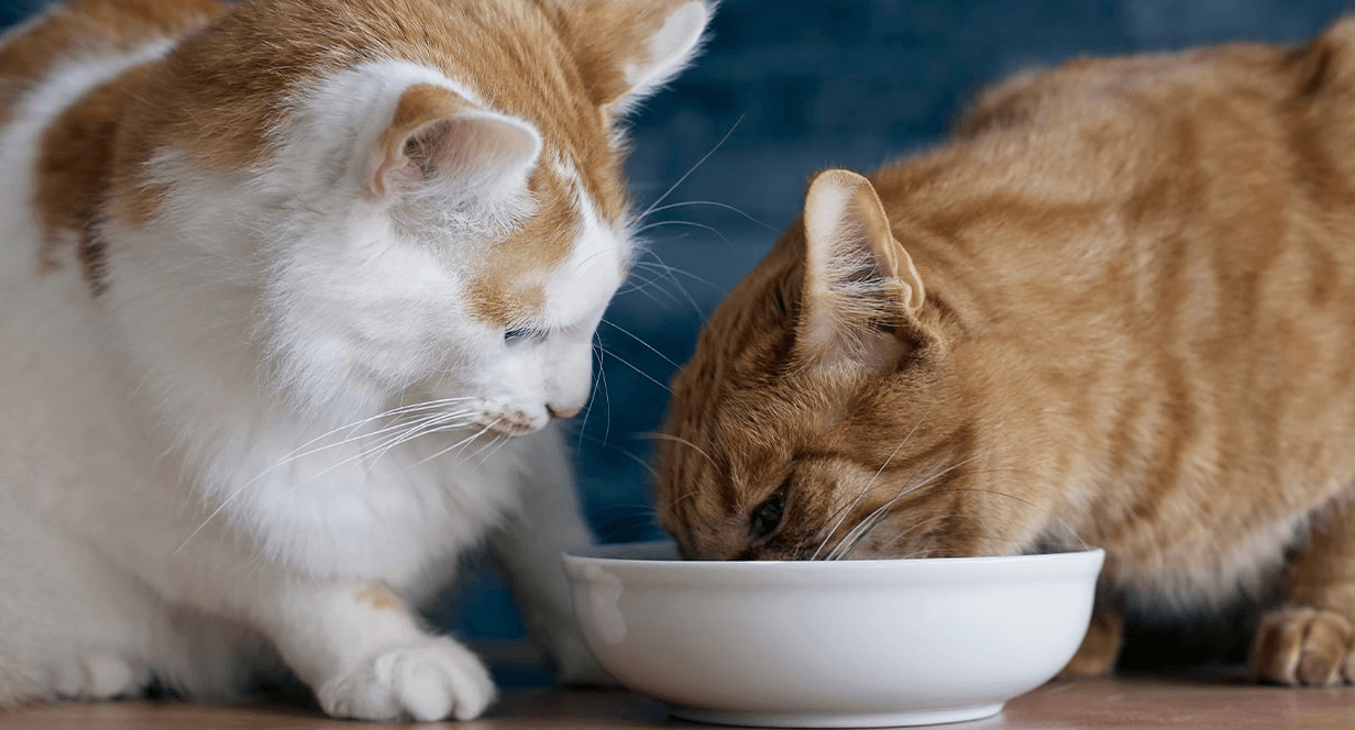 Two cats sharing a white cat food bowl