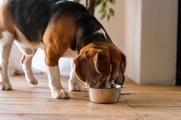 Dog eating out of a silver bowl