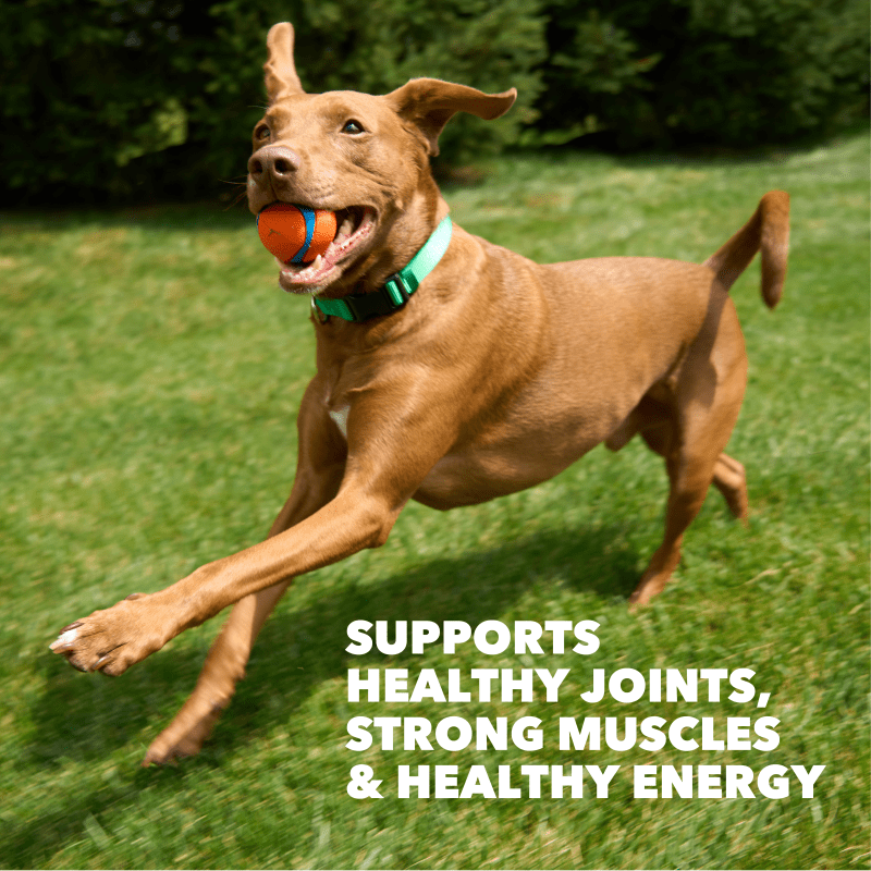 IAMS Proactive Health High Protein Dry Dog Food With Chicken & Beef benefits image 5