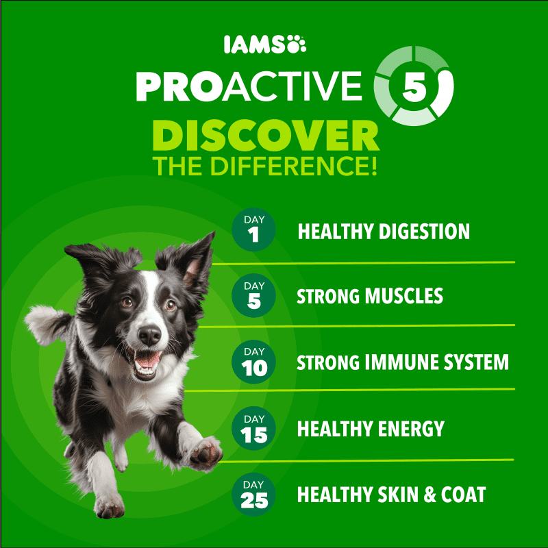 IAMS Proactive Health High Protein Dry Dog Food With Chicken & Beef benefits image 1