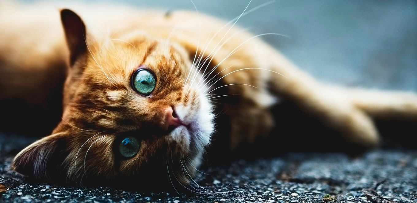 Feeding Guidelines for Your Cat