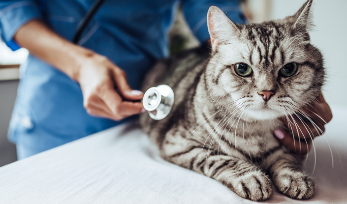 Check your cats coat