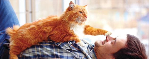 cat