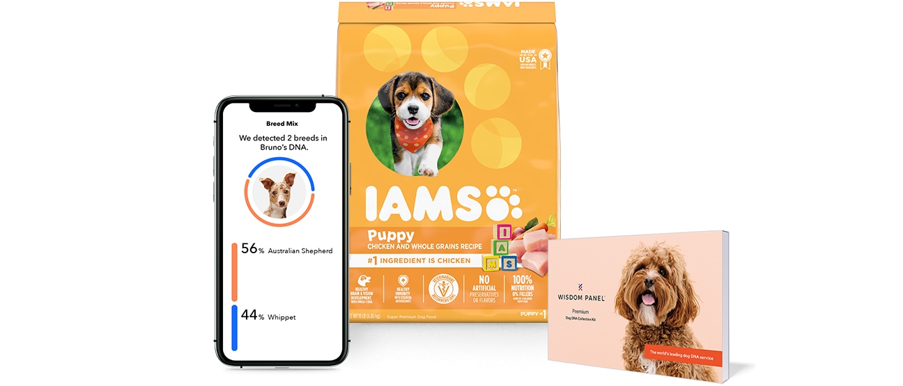Wisdom Panel DNA test showing on mobile phone, next to yellow IAMS pet food package and Wisdom Panel DNA test kit package