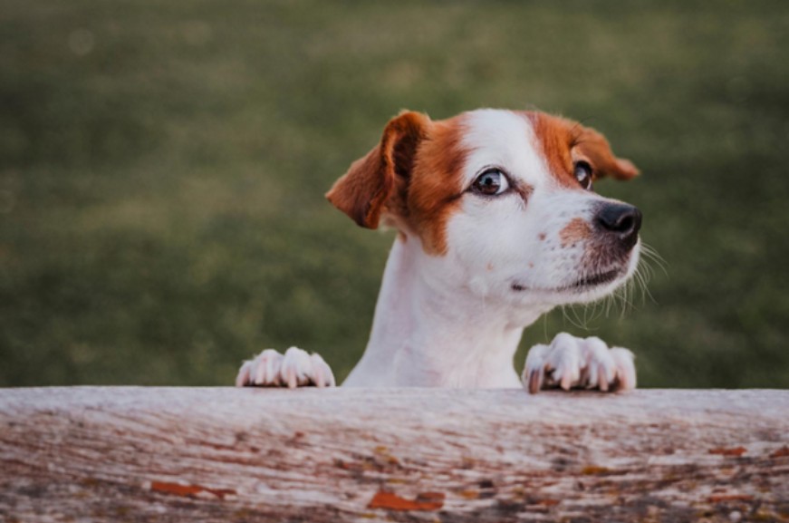 Happy dog after eating healthy dog food
