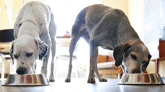  An adult dog and a senior dog eating IAMS™ dry dog food
