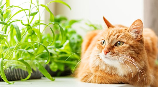 Orange tabby cat sitting next to green indoor plants.