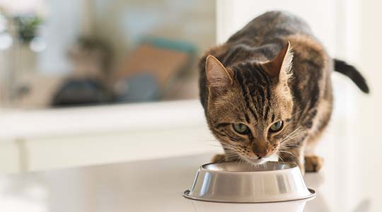 Tiger cat eating out of a silver bowl