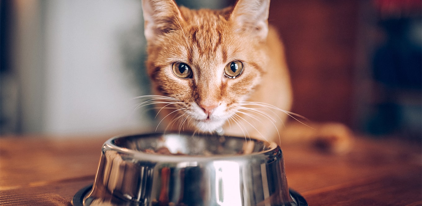 Ginger cat in front of their food bowl