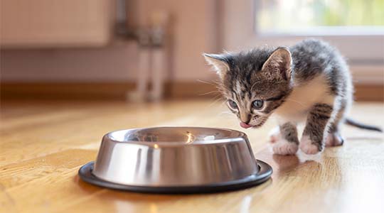 Kitten walking toward food dish and licking their lips