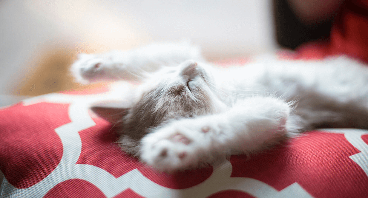 Kitten lying on their back, paws outstretched