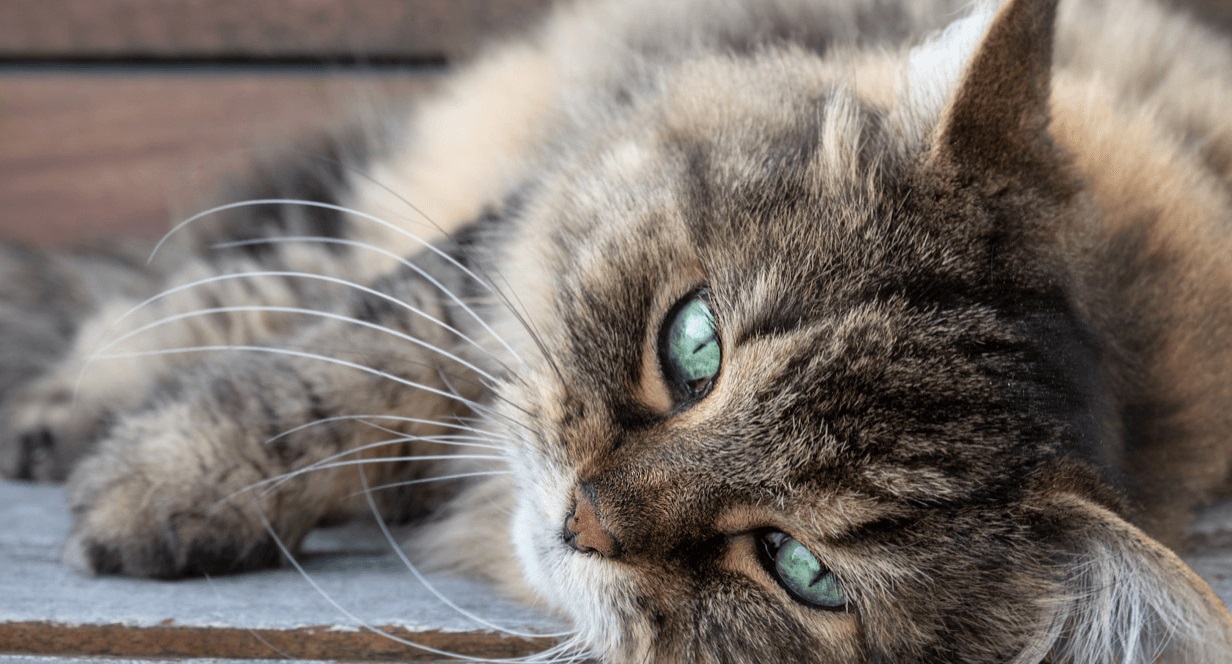 A senior cat with green eyes lounging indoors
