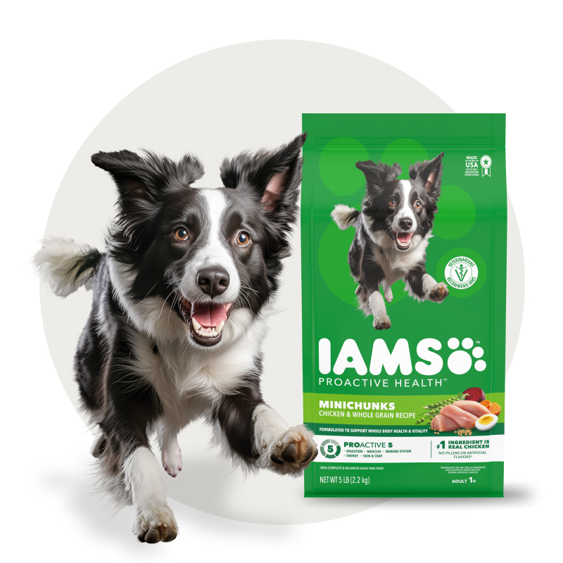 Adult dog standing in front of a bag of IAMS adult dog food