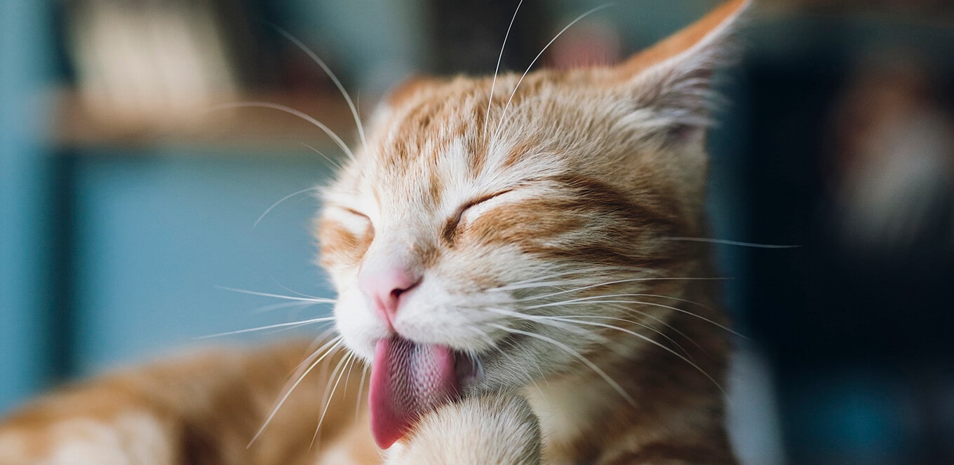 Cute orange cat purring while licking her paw