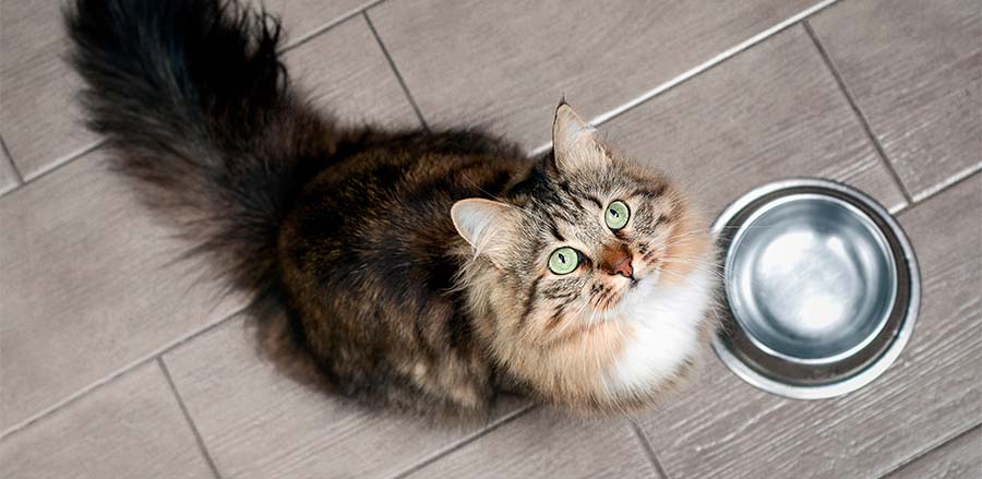 Fluffy cat looking up in front of an empty food bowl