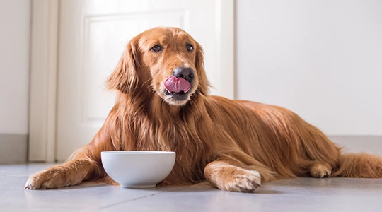 Beautiful brown dog waiting to be fed