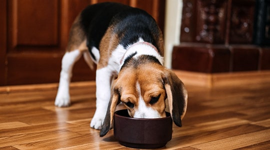 Dog eating out of a bowl
